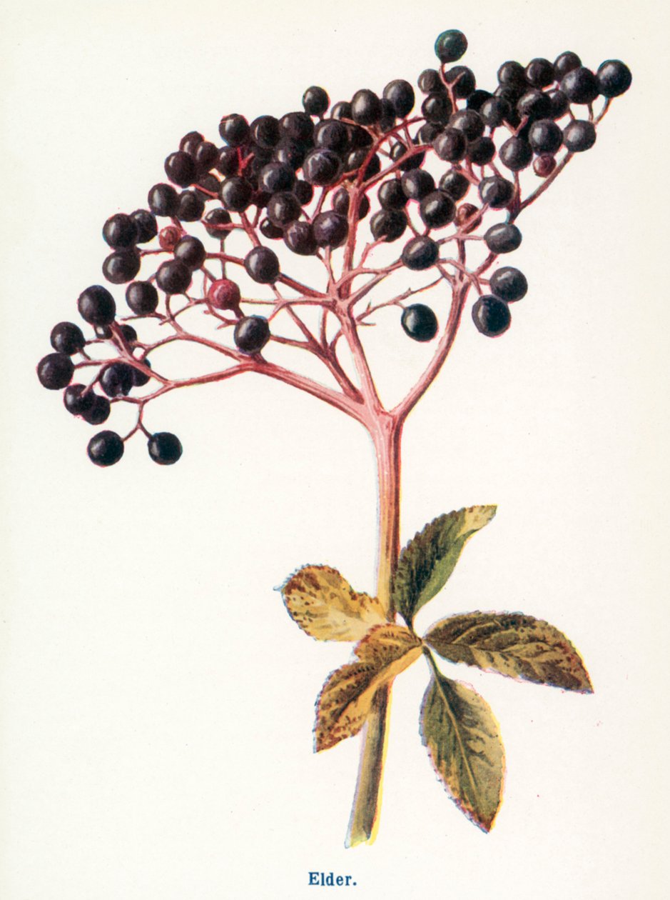 Divoké plody venkova: (barevná litografie) od Frederick Edward Hulme