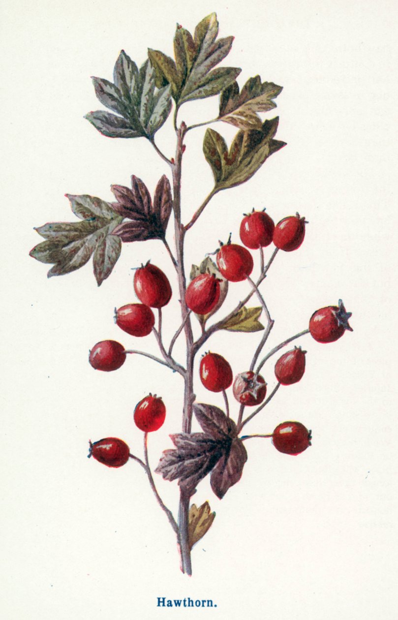  od Frederick Edward Hulme