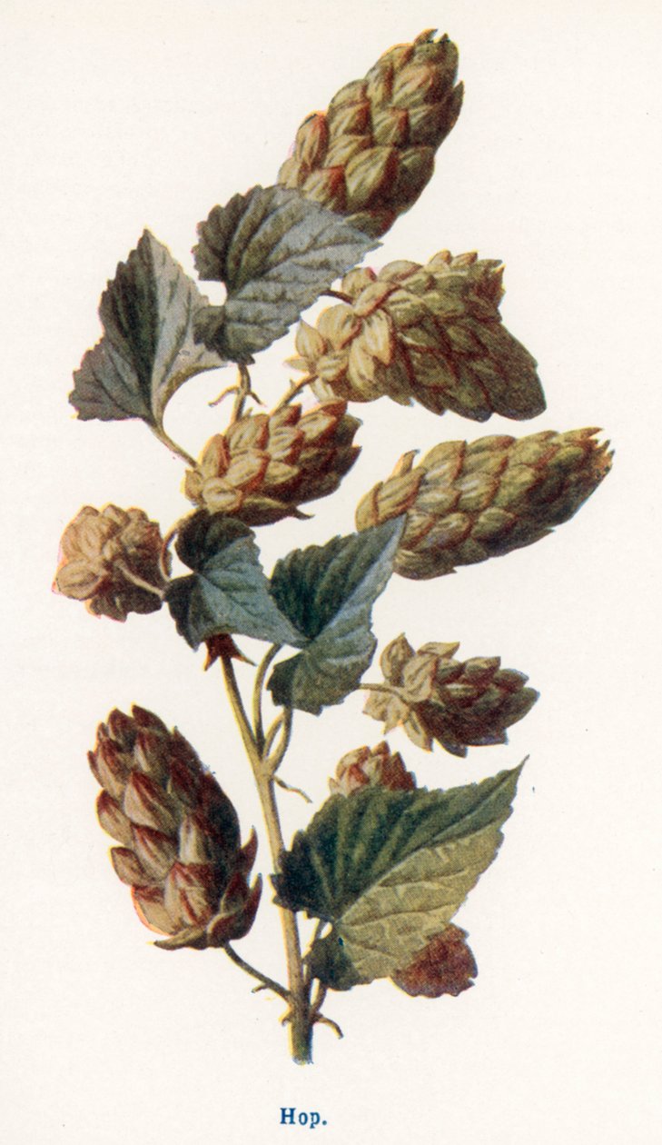 Divoké ovoce venkova: Chmel (barevná litografie) od Frederick Edward Hulme