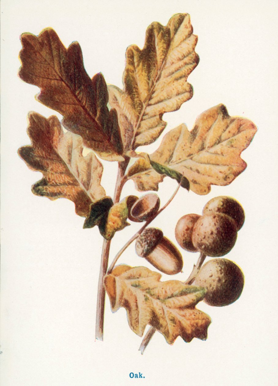  od Frederick Edward Hulme