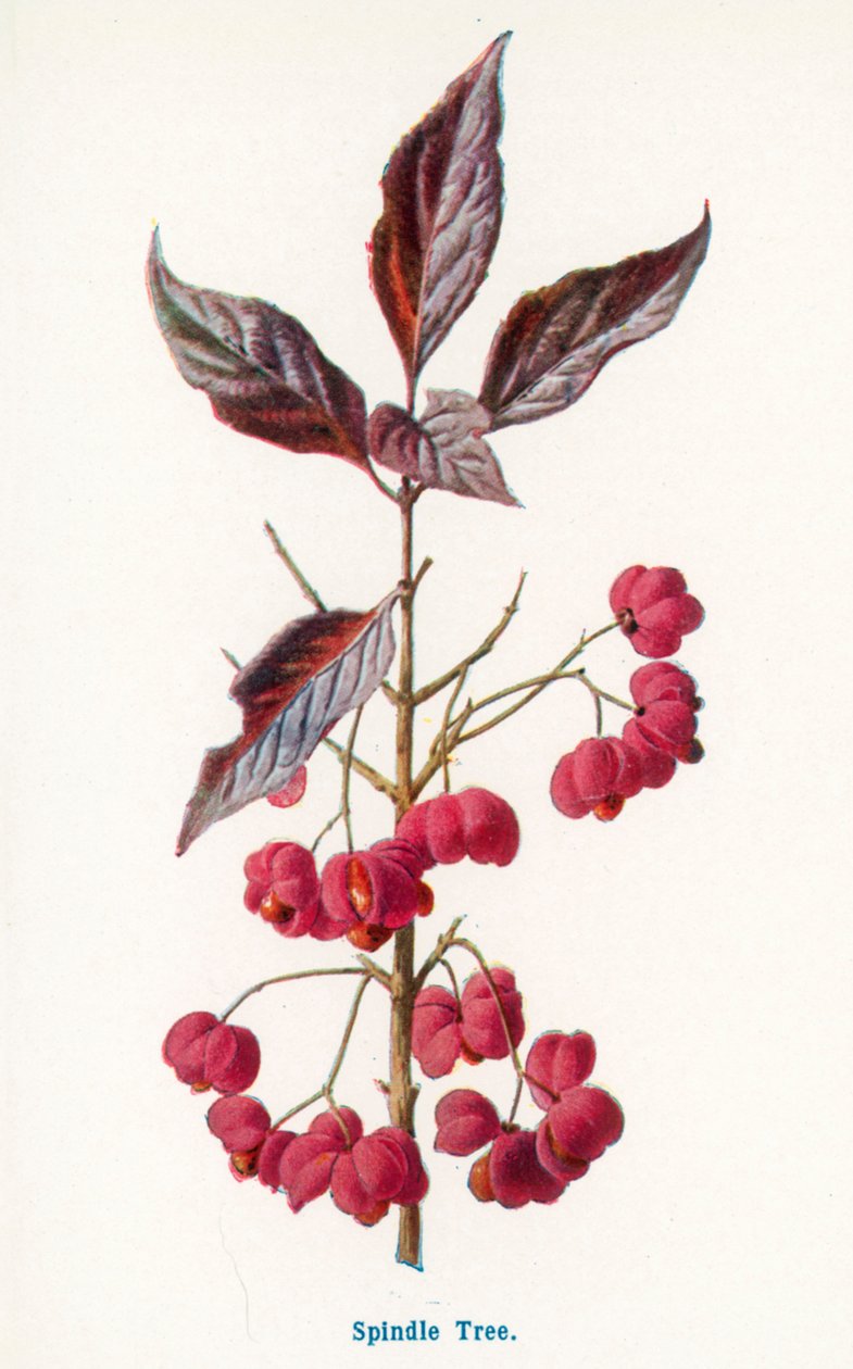 Divoké plody venkova: (barevná litografie) od Frederick Edward Hulme