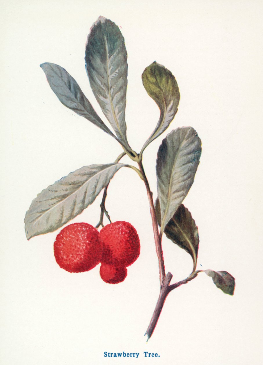 Divoké plody venkova: (barevná litografie) od Frederick Edward Hulme