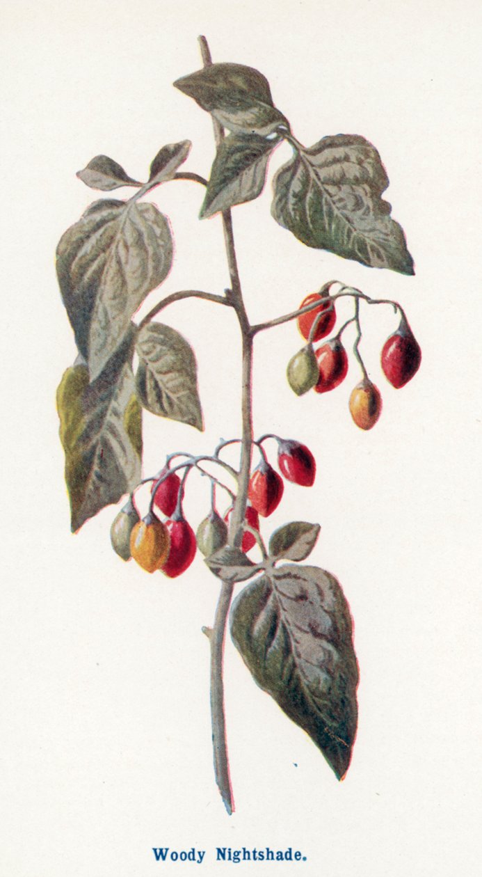 Divoké plody venkova: (barevná litografie) od Frederick Edward Hulme
