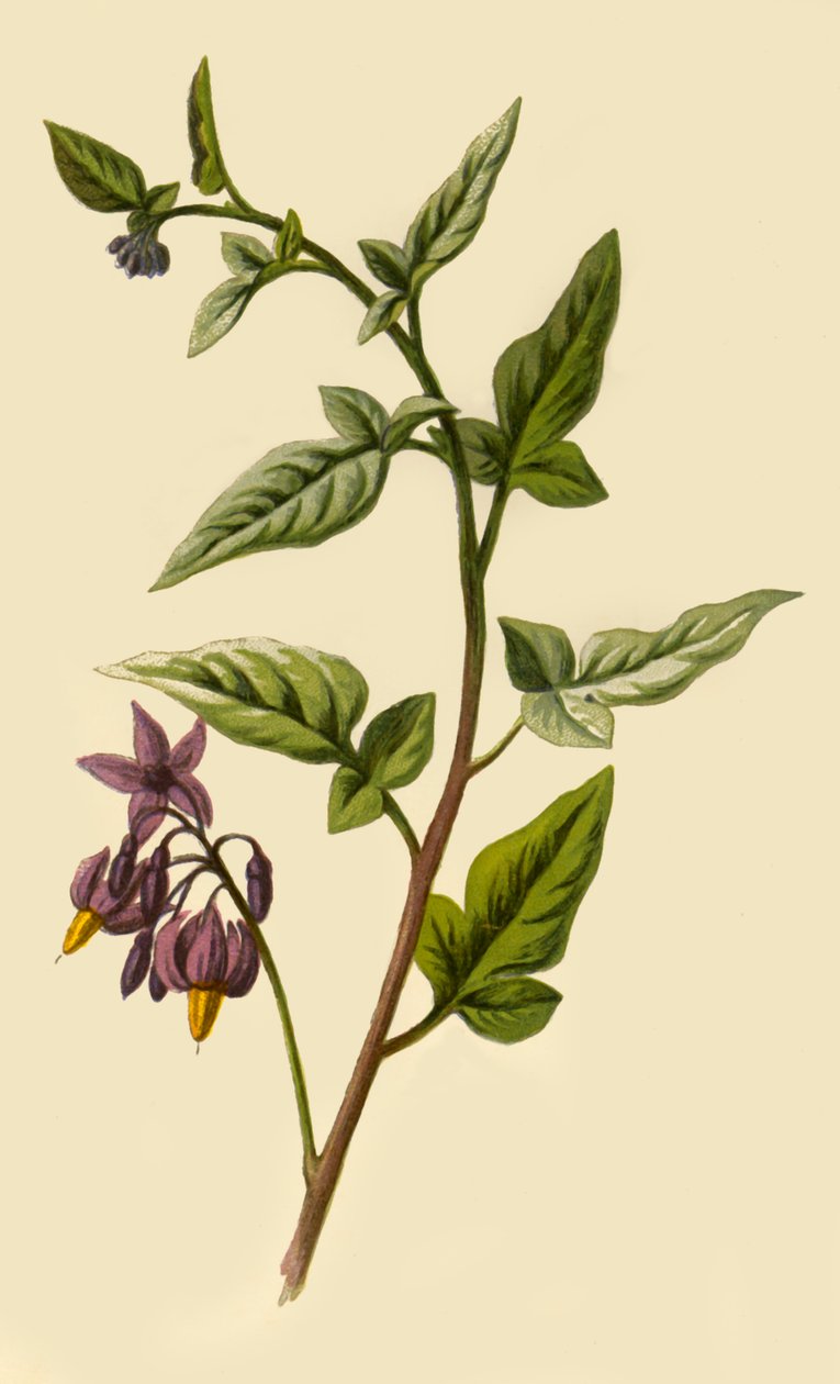 Woody - Nightshade, 1877. od Frederick Edward Hulme