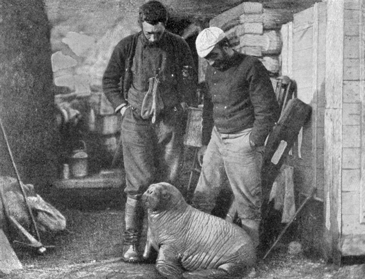Mrože, 1899. od Frederick George Jackson