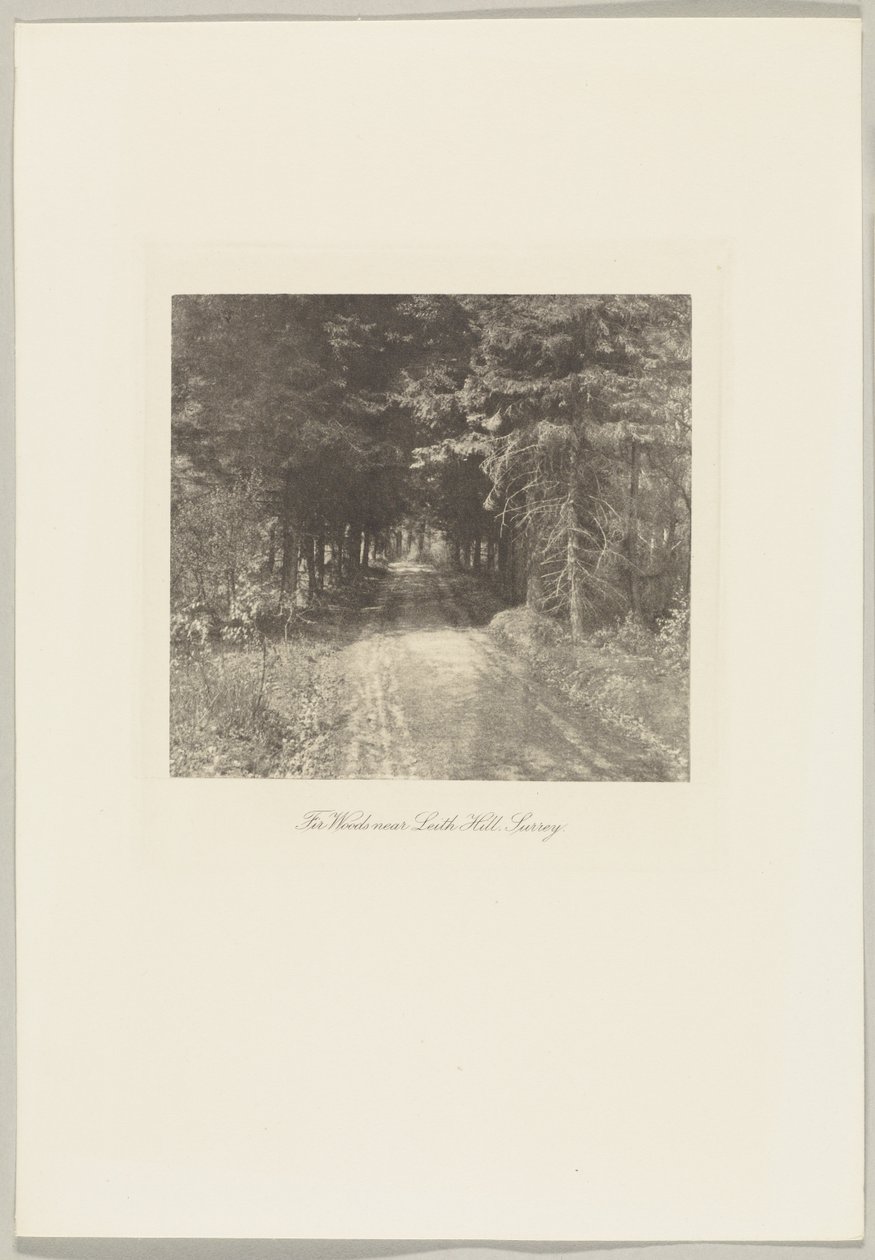 Jedlový les u Leith Hill, Surrey od Frederick H. Evans