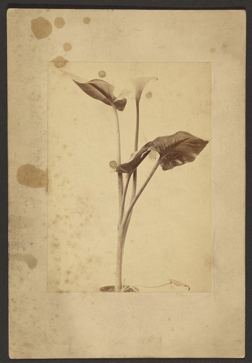 [Calla Lily] od Frederick H. Hollyer