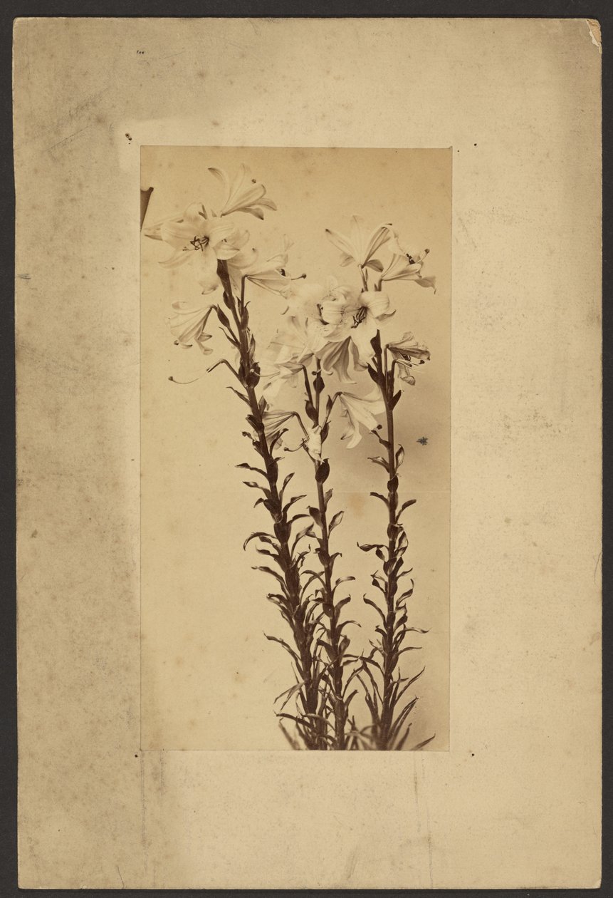 [Den Lily] od Frederick H. Hollyer