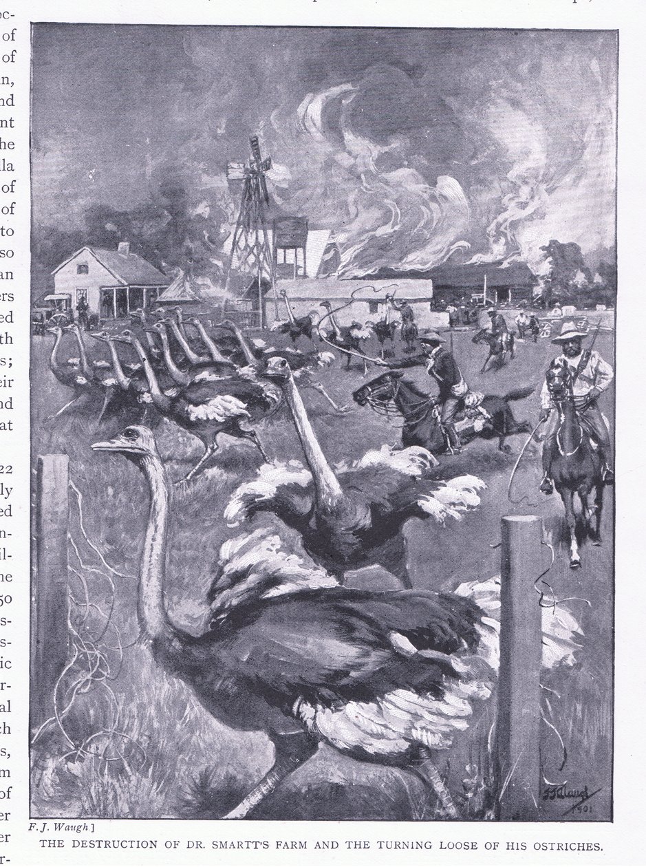 Zničení farmy Dr. Smartse a vypuštění pštrosů z knihy After Pretoria: The Guerilla War vydané nakladatelstvím Harmsworth Bros Limited, 1901 od Frederick Judd Waugh