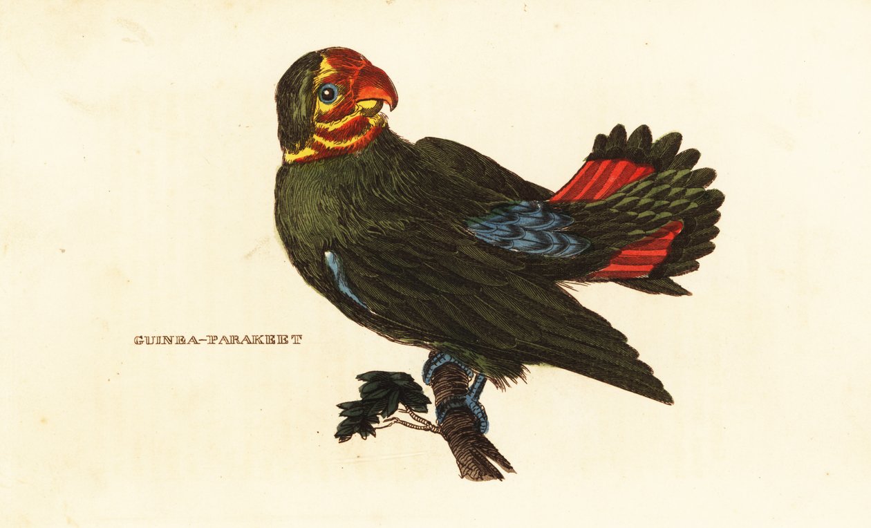 Hrdlička červenohlavá, Agapornis pullarius od Frederick Polydor (after) Nodder