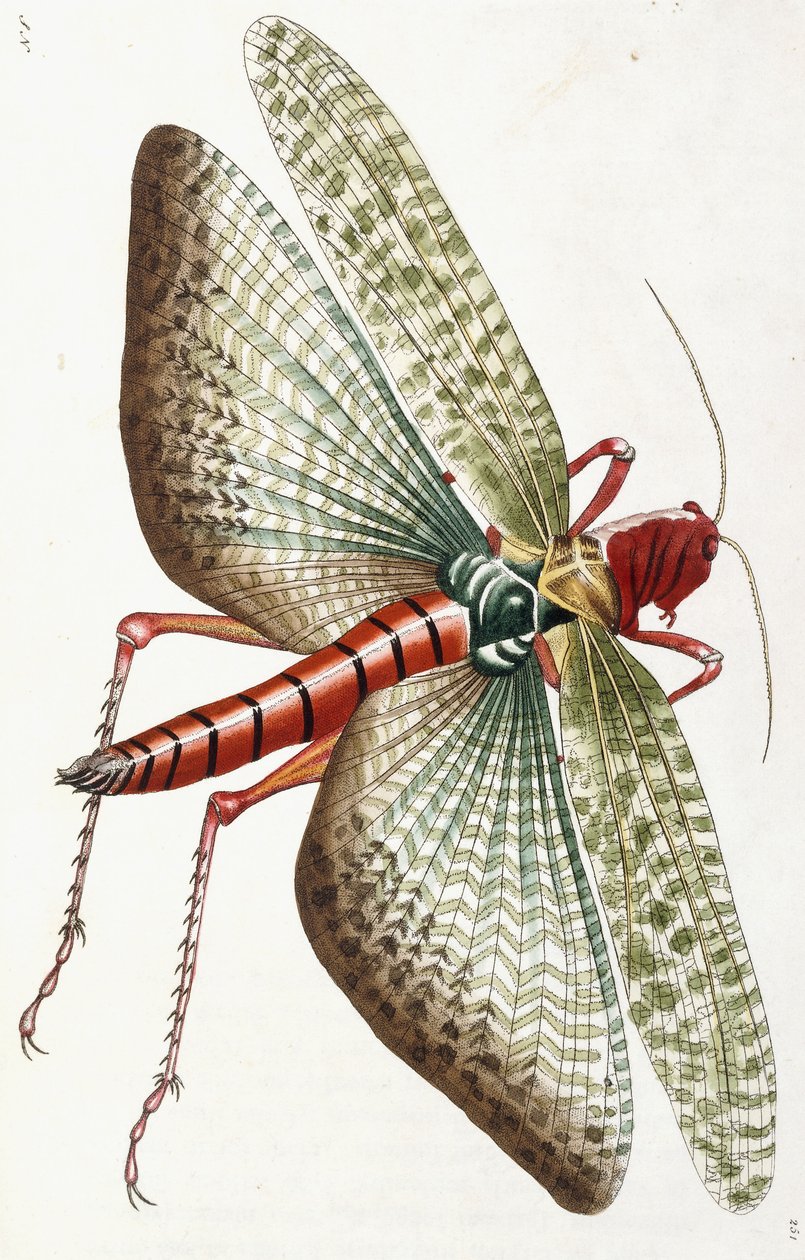 Kobylka egyptská, 1790 od Frederick Polydor Nodder