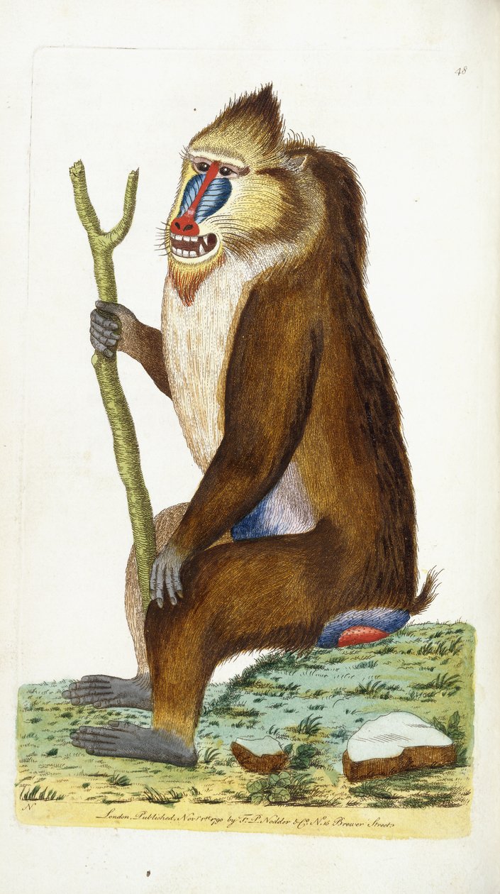 Pavián pestrý nebo Mandrill Mandrillus sphinx od Frederick Polydor Nodder