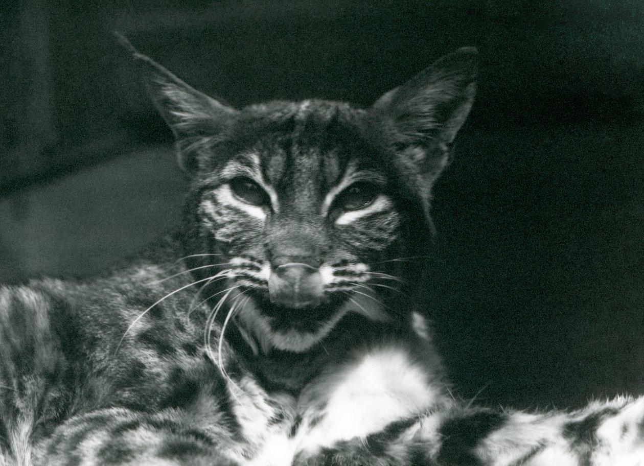 Baby Lynx Bobcat olizující si rty, Londýnská zoo, červen 1925 od Frederick William Bond