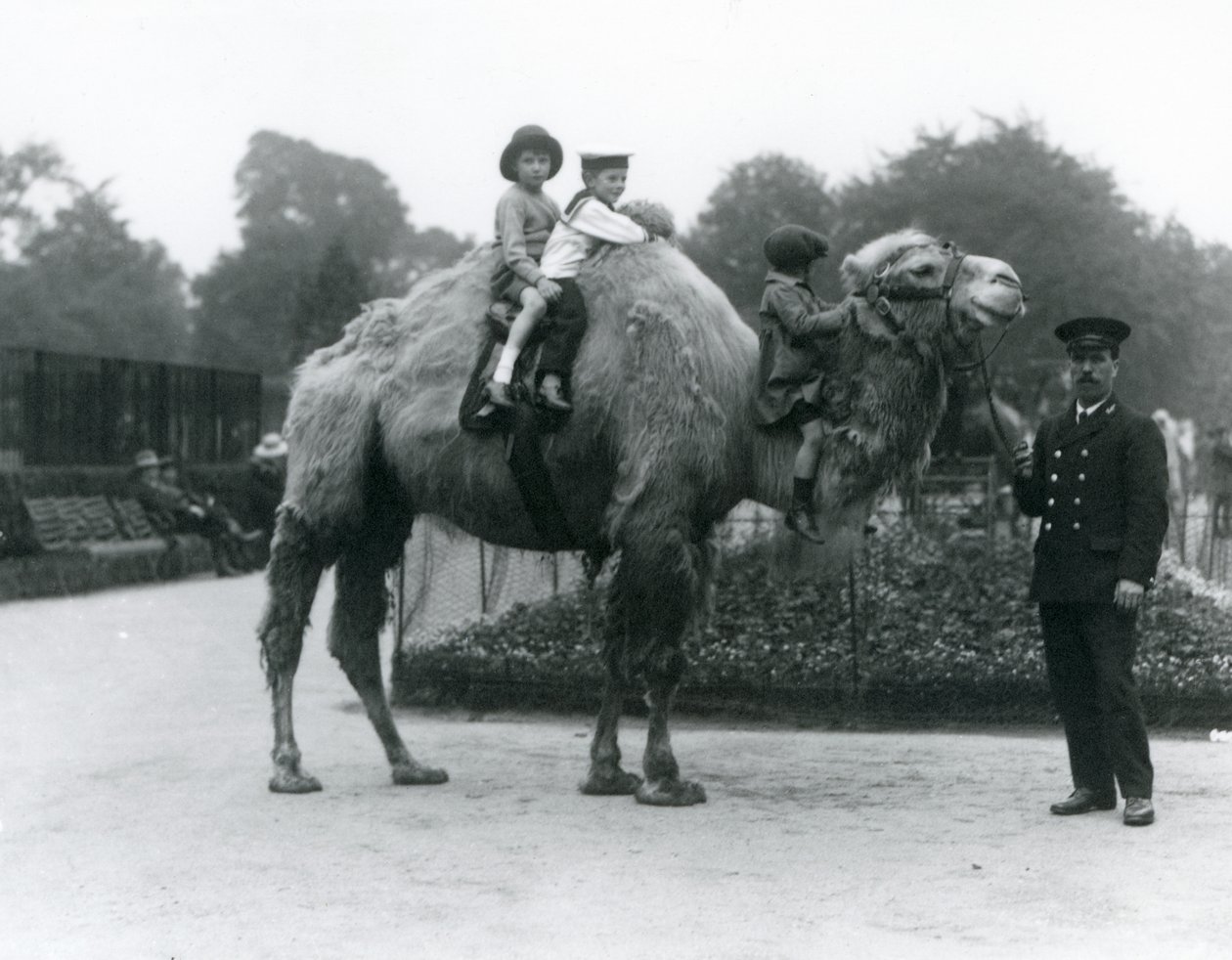 Jízda na velbloudu dvouhrbém s chovatelem Harrym Warwickem v londýnské zoo, červen 1924 od Frederick William Bond