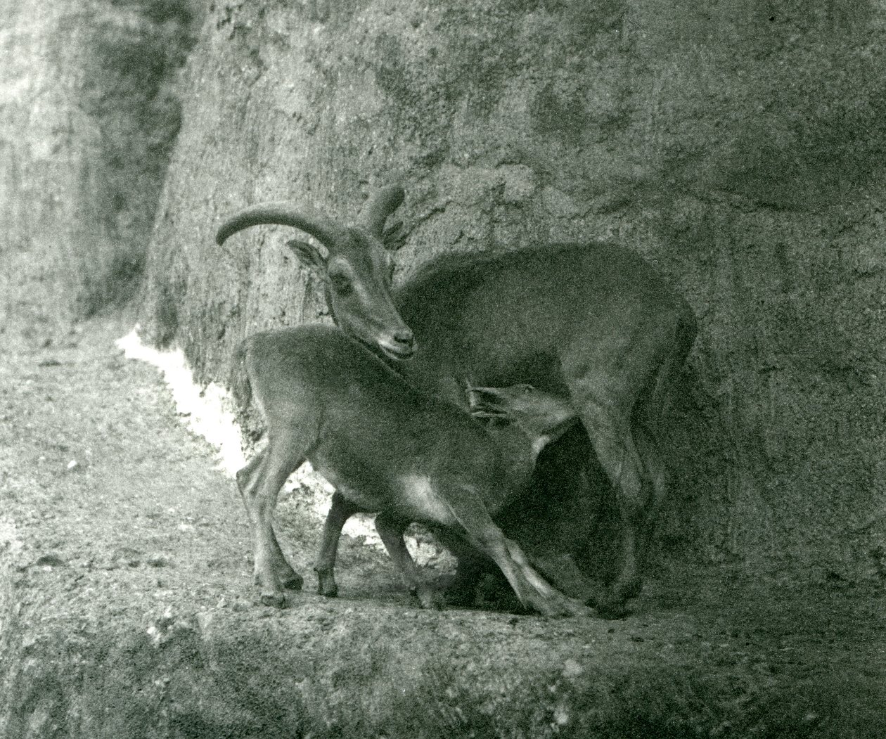 Barbarská ovce AoudadWaddanAruiArruis krmící své jehně na Mappin Terraces, Londýnská zoo, srpen 1927 od Frederick William Bond