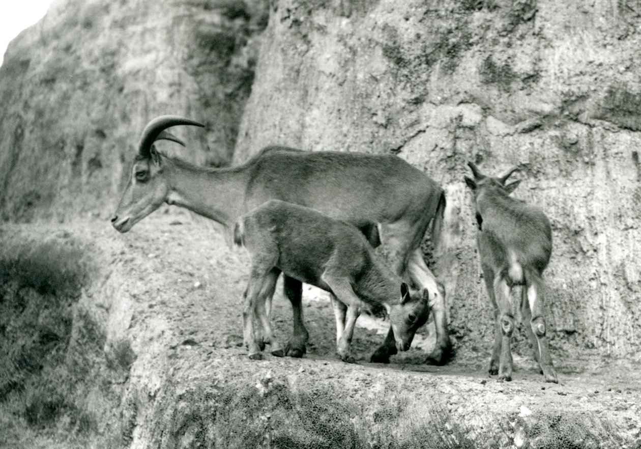 Barbarská ovce/Aoudad/Waddan/Arui/Arruis stojící se svými dvěma mláďaty na Mappin Terraces, Londýnská zoo, srpen 1927 (černobílá fotografie) od Frederick William Bond