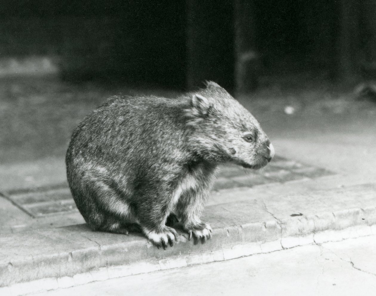 Vombat bosý/obyčejný/hrubosrstý sedící na zemi v londýnské zoo v roce 1929 (černobílá fotografie) od Frederick William Bond