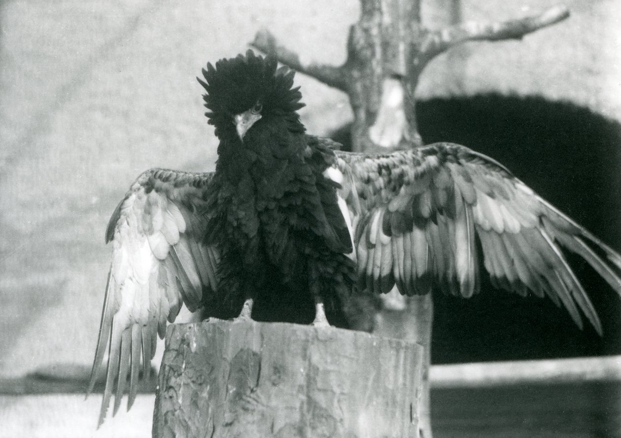 Orel Bateleur stojí na pařezu a roztahuje křídla, Londýnská zoo, 1925 od Frederick William Bond