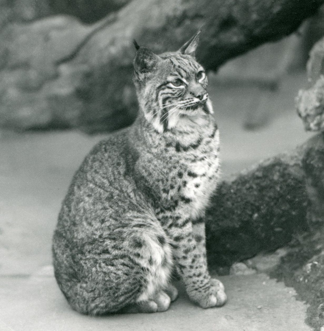 Bay Lynx nebo Bobcat sedící v londýnské zoo, březen 1927 od Frederick William Bond