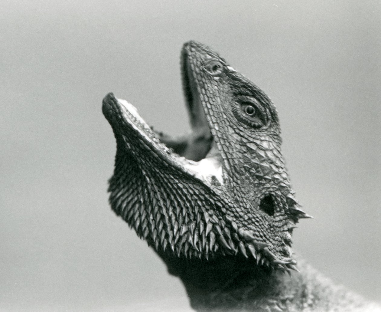 Bearded Dragon hledící vzhůru a zející, Londýnská zoo, srpen 1928 (černobílá fotografie) od Frederick William Bond