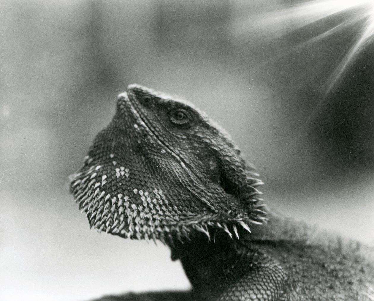 Vousatý ještěr vzhlíží k londýnské zoo v roce 1930 (černobílá fotografie) od Frederick William Bond