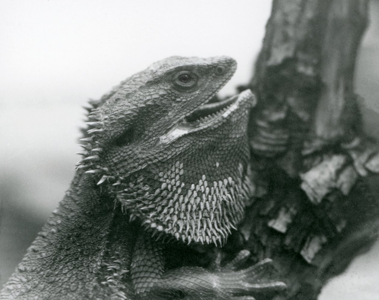 Ještěrka vousatá s otevřenou tlamou, držící se větve, London Zoo od Frederick William Bond
