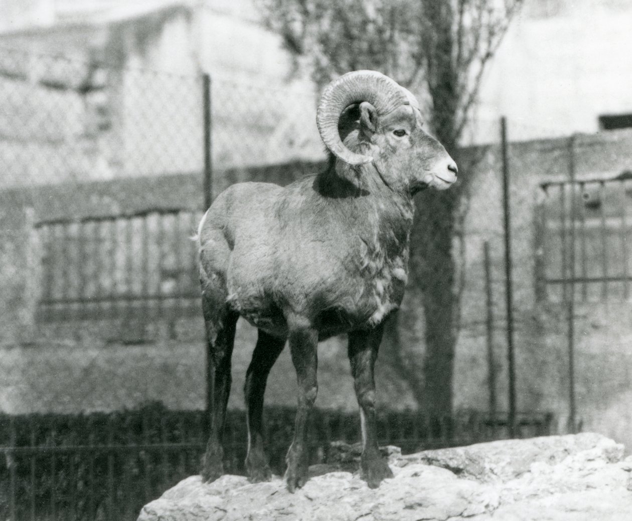 Beran Bighorn Sheep stojící na skále s výhledem na svůj výběh na úpatí Mappin Terraces, London Zoo. 1931 (černobílá fotografie) od Frederick William Bond