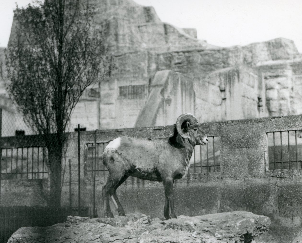 Beran Bighorn Sheep stojící na skále s výhledem na svůj výběh na úpatí Mappin Terraces, London Zoo. 1931 (černobílá fotografie) od Frederick William Bond