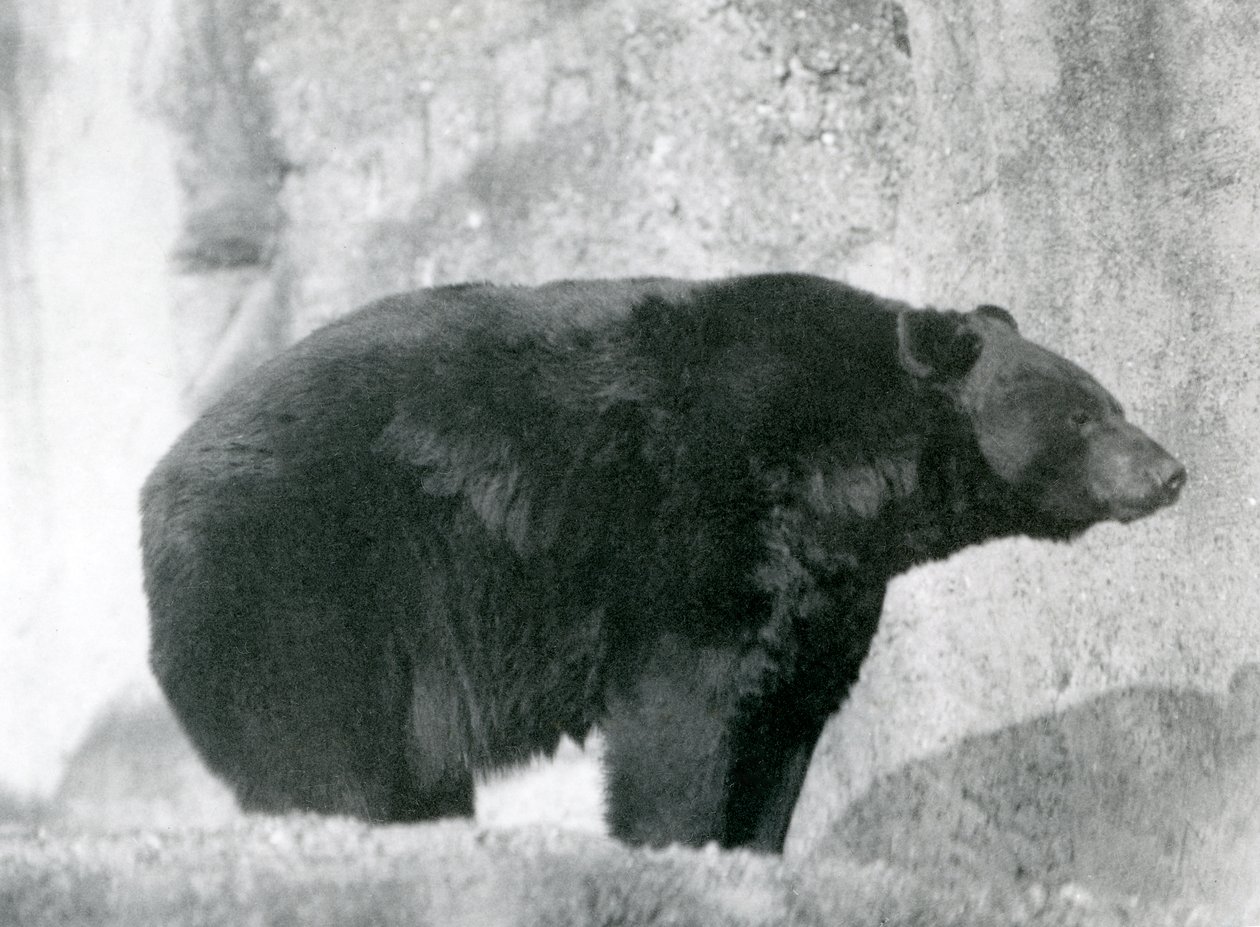 Černý medvěd stojící ve svém výběhu na Mappinových terasách v londýnské zoo v roce 1924 od Frederick William Bond