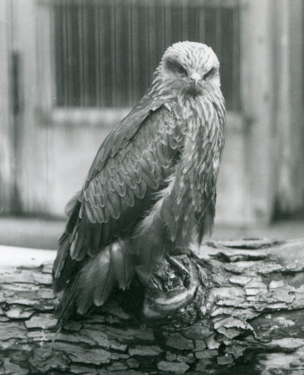 Černý drak odpočívající na kládě, Londýnská zoo, srpen 1926 (černobílá fotografie) od Frederick William Bond