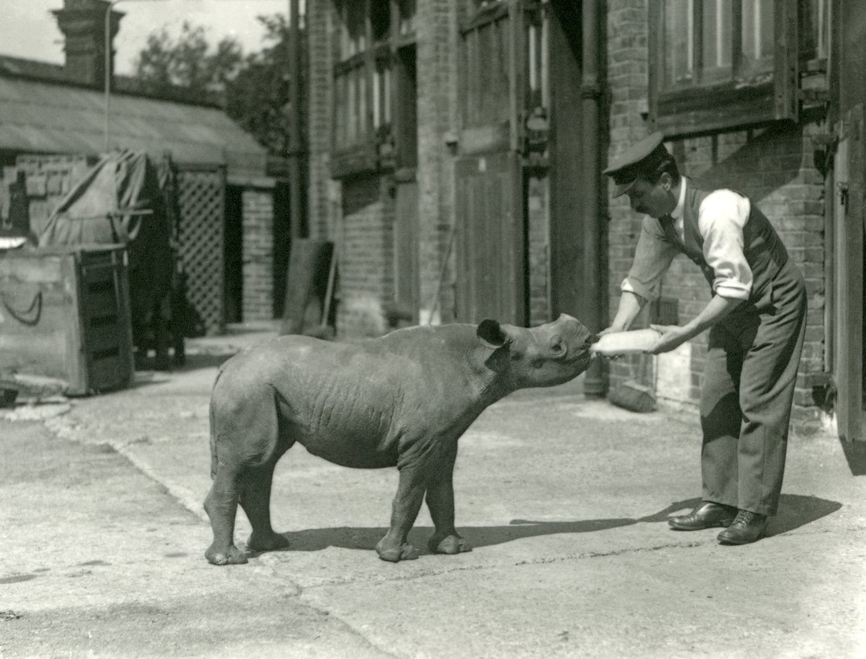 Mládě nosorožce černého krmené jeho chovatelem, londýnská zoo, září 1928 od Frederick William Bond