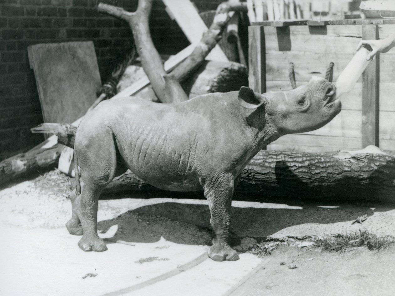 Mládě nosorožce černého krmené jeho chovatelem, londýnská zoo, září 1928 od Frederick William Bond
