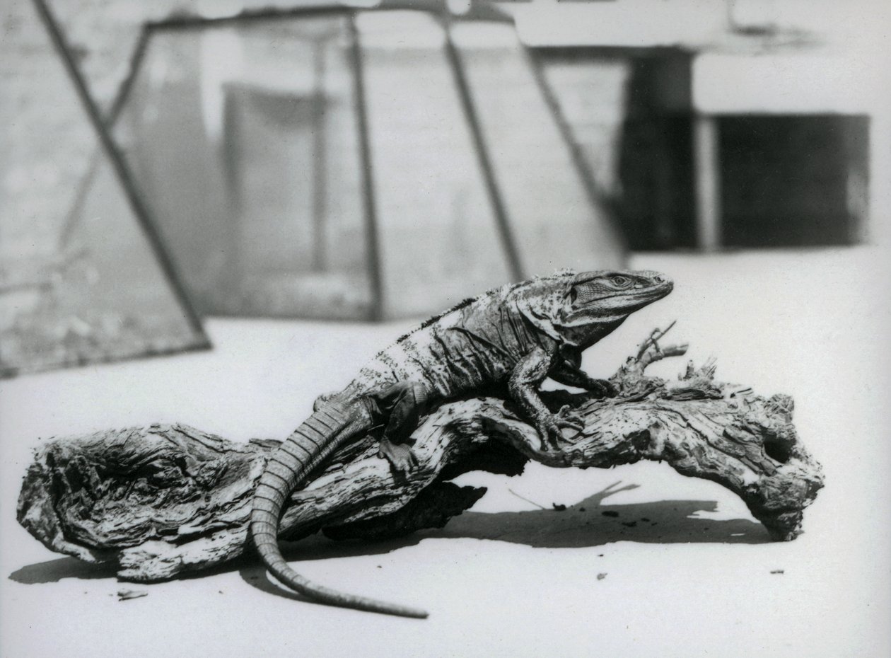 Leguán černý odpočívající na kládě v londýnské zoo v srpnu 1928 (černobílá fotografie) od Frederick William Bond