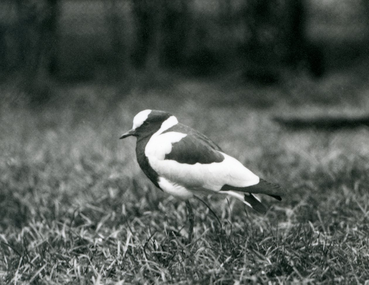 Kovář čejka stojící na trávě v londýnské zoo, srpen 1927 od Frederick William Bond