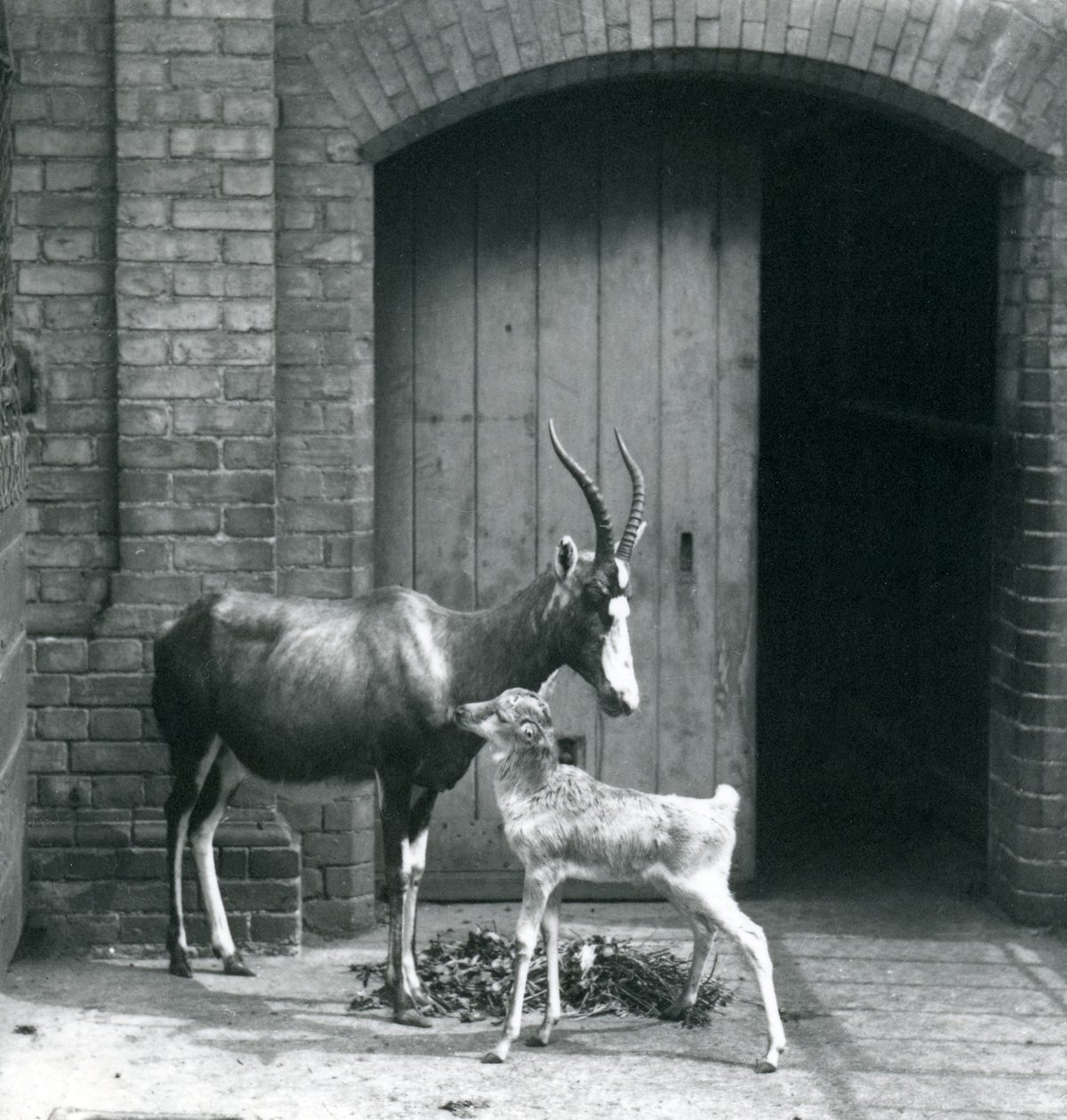 Blesbok tele se svou matkou v londýnské zoo, červen 1914 od Frederick William Bond