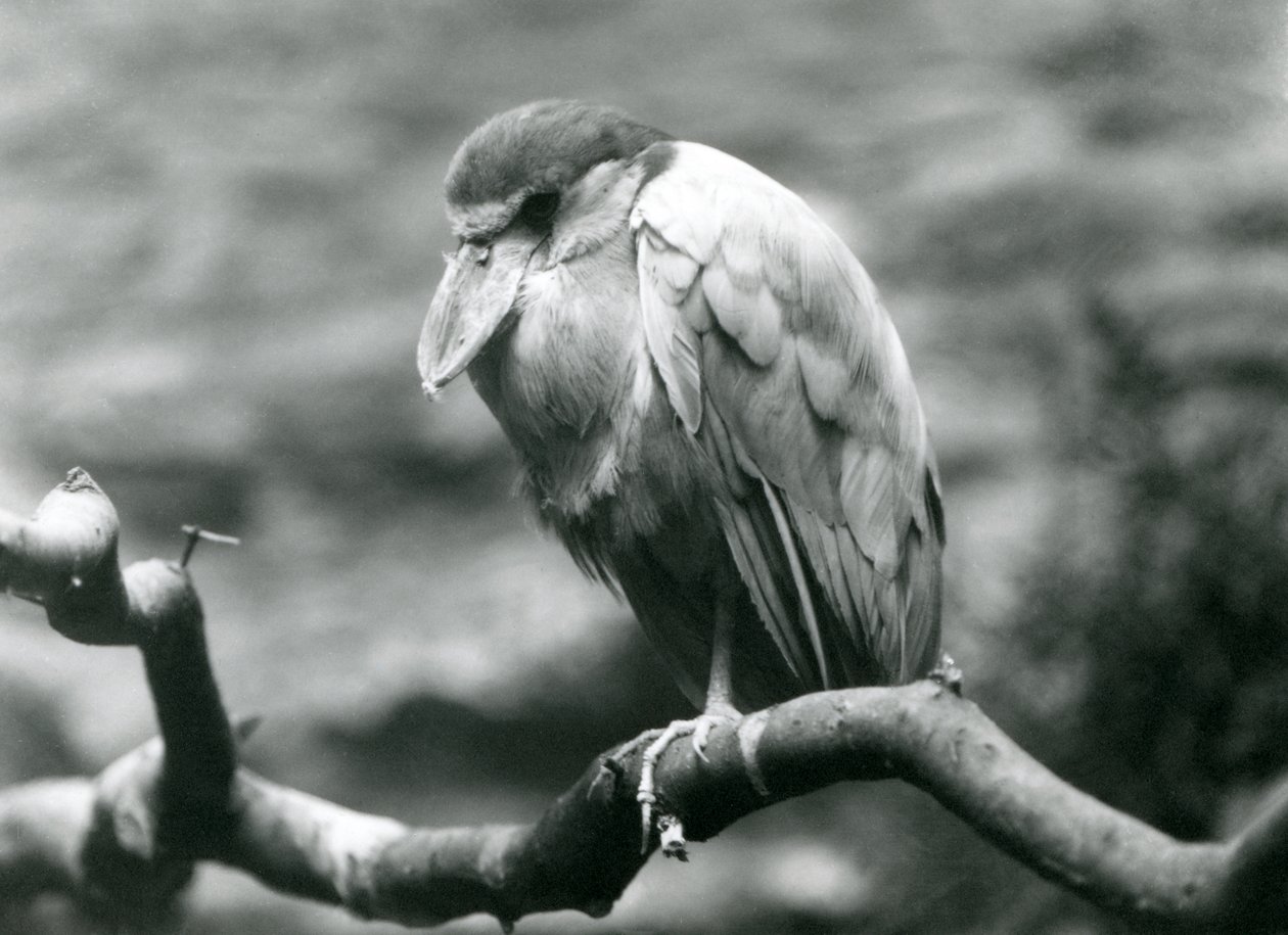 Volavka člunozobá neboli Boatbill, sedící na větvi v londýnské zoo, červen 1924 od Frederick William Bond