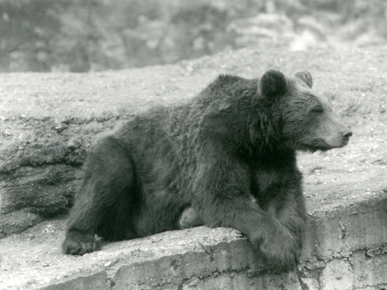 Medvěd hnědý odpočívá na římse v londýnské zoo v roce 1924 od Frederick William Bond