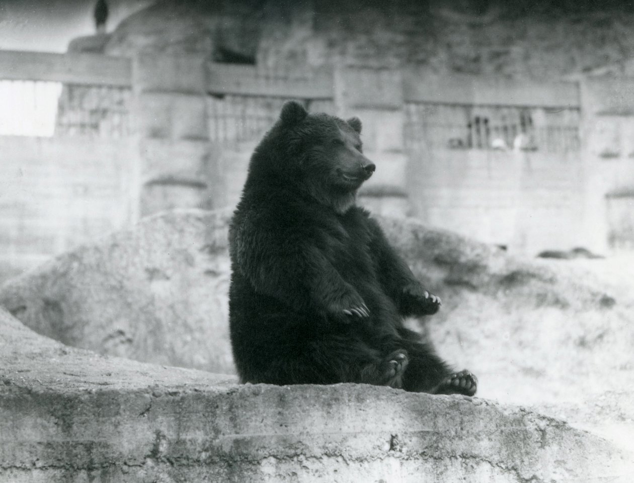 Medvěd hnědý sedící ve svém výběhu na úpatí Mappinových teras v londýnské zoo, září 1921 od Frederick William Bond