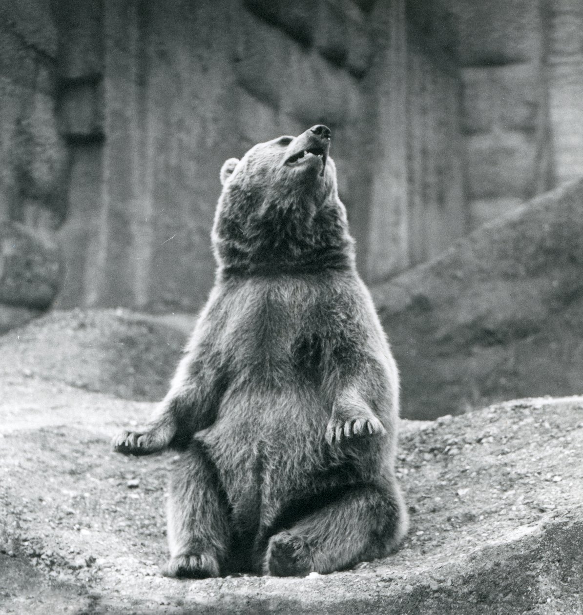 Medvěd hnědý sedící na skalnaté římse v londýnské zoo v září 1927 od Frederick William Bond