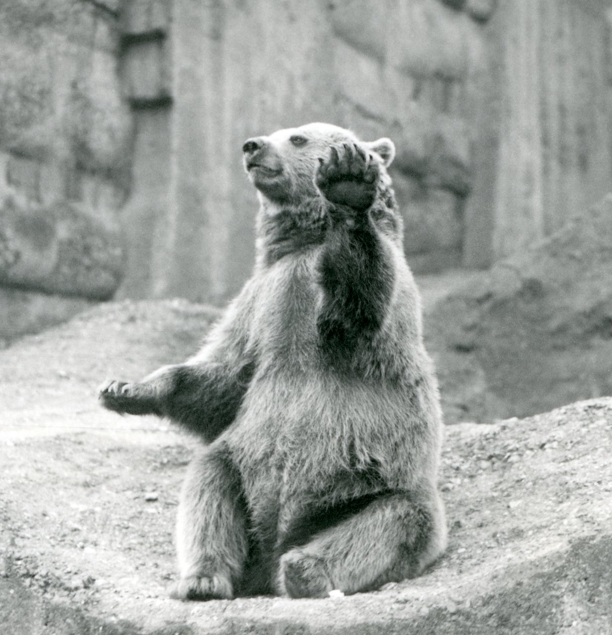 Medvěd hnědý sedí na skalnaté římse a mává jednou ze svých předních tlap, Londýnská zoo, září 1927 od Frederick William Bond