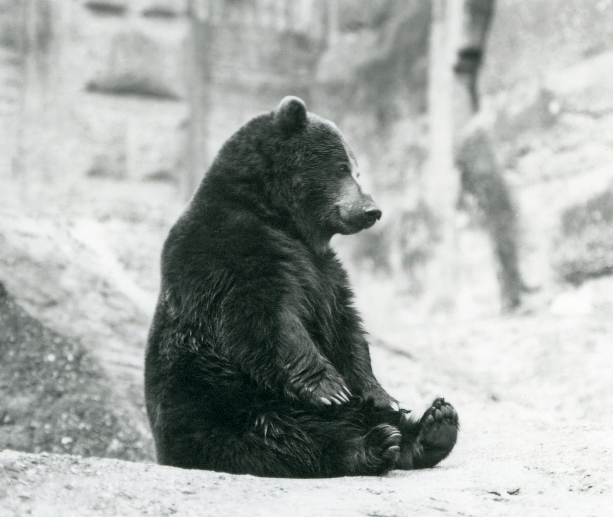 Medvěd hnědý sedící na skalách Mappinových teras, Londýnská zoo, červen 1928 od Frederick William Bond