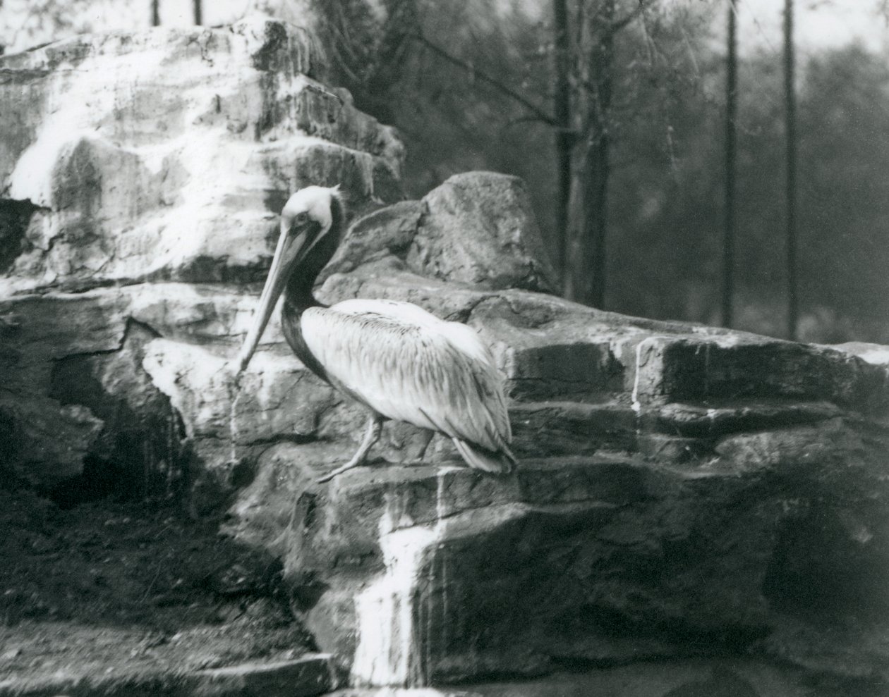 Pelikán hnědý stojící na skalách v londýnské zoo v červnu 1927 od Frederick William Bond