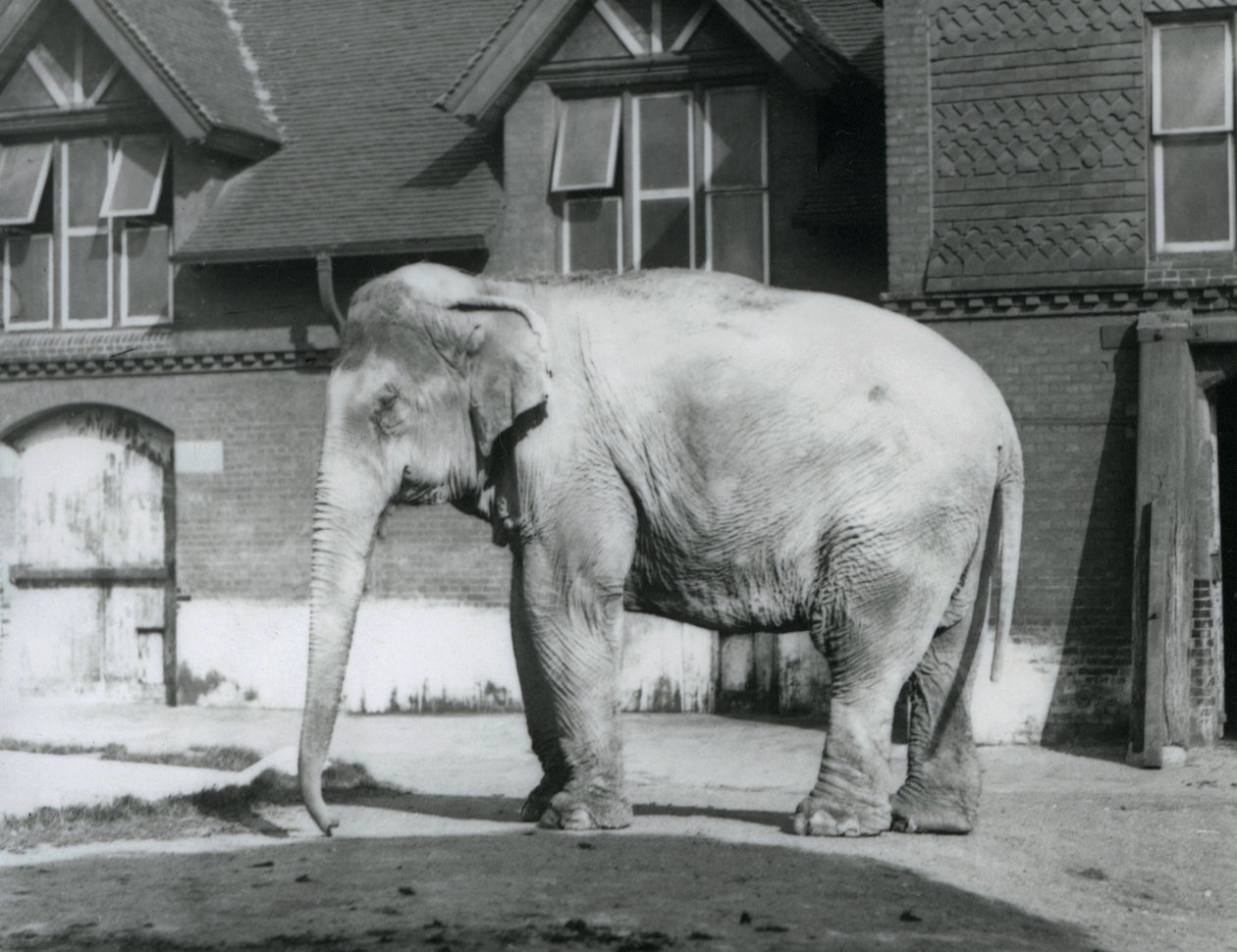 Barmský slon stojící před Elephant House, London Zoo od Frederick William Bond