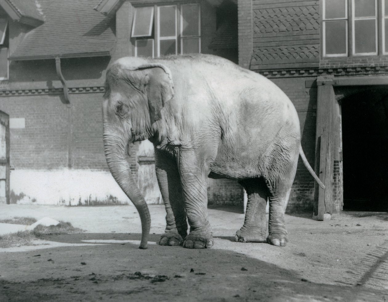 Barmský slon stojící před Elephant House v londýnské zoo v roce 1929 (černobílá fotografie) od Frederick William Bond