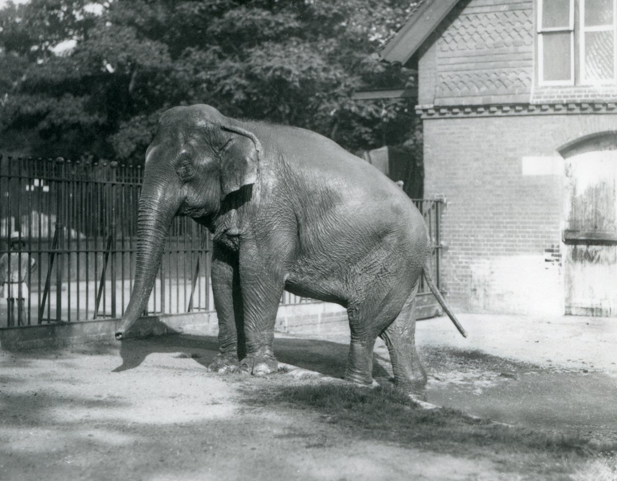 Barmský slon vystupující z bazénu ve svém výběhu, londýnská zoo od Frederick William Bond