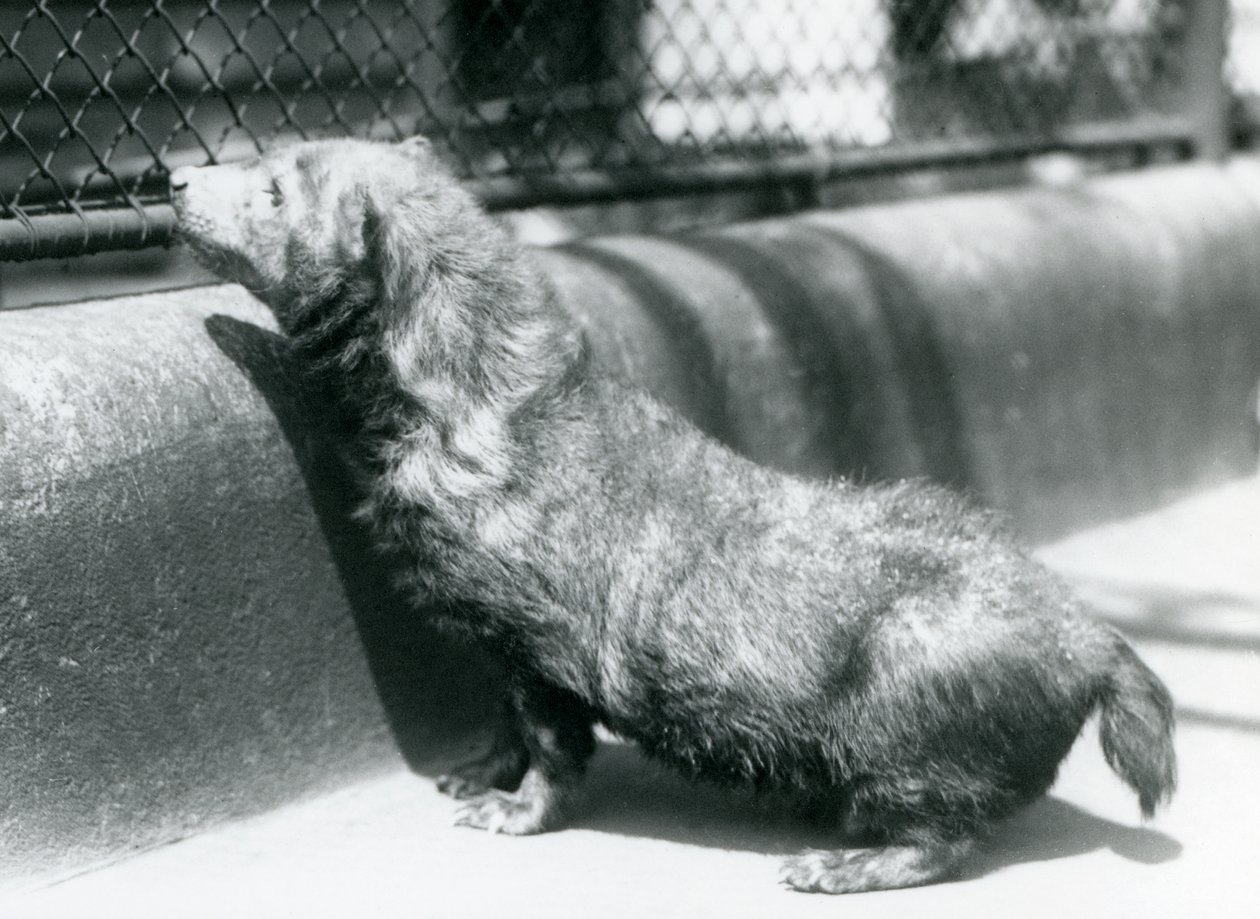 Bush Dog v londýnské zoo, červen 1925 od Frederick William Bond