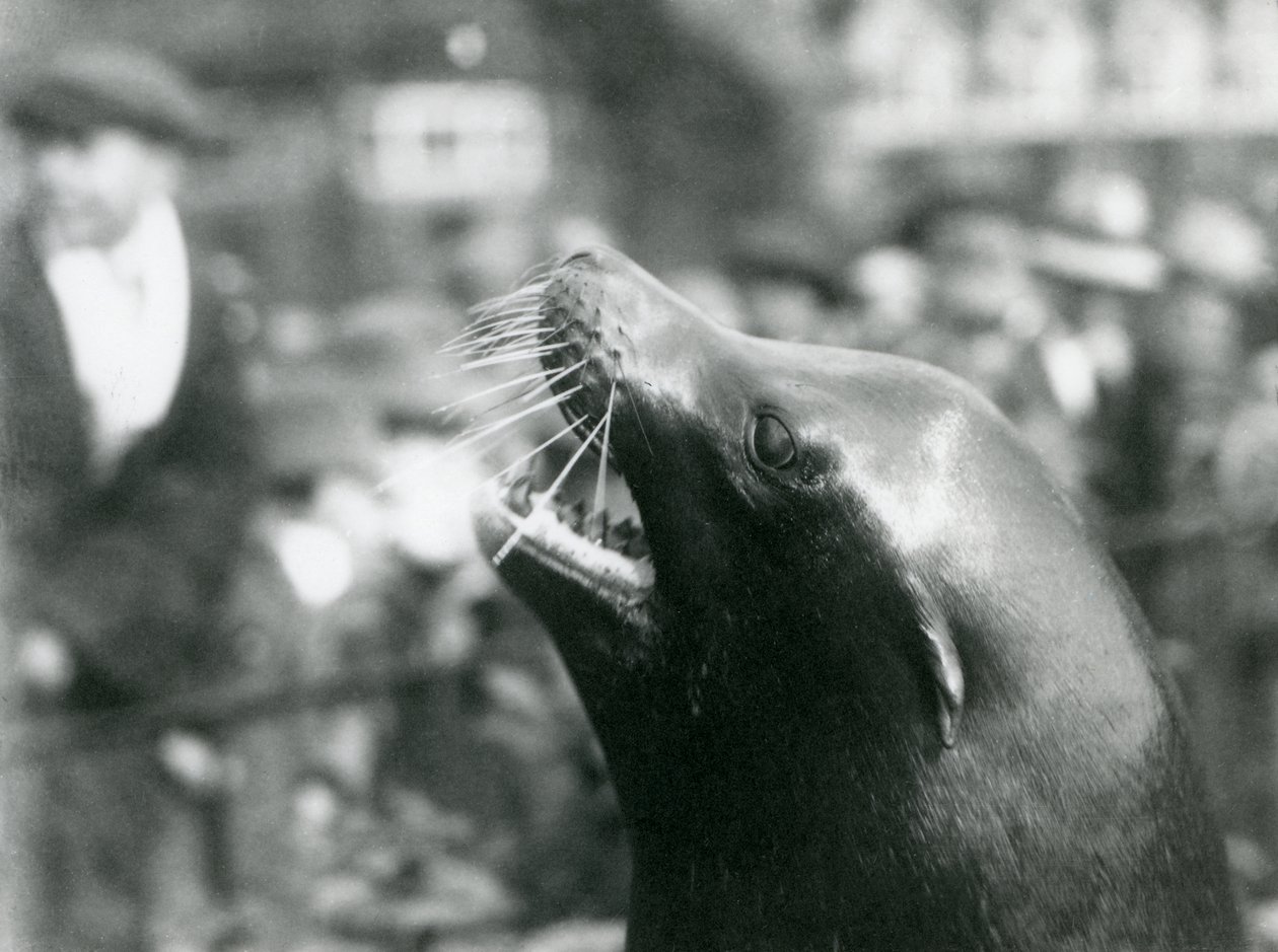 Kalifornský lachtan v londýnské zoo, říjen 1924 od Frederick William Bond