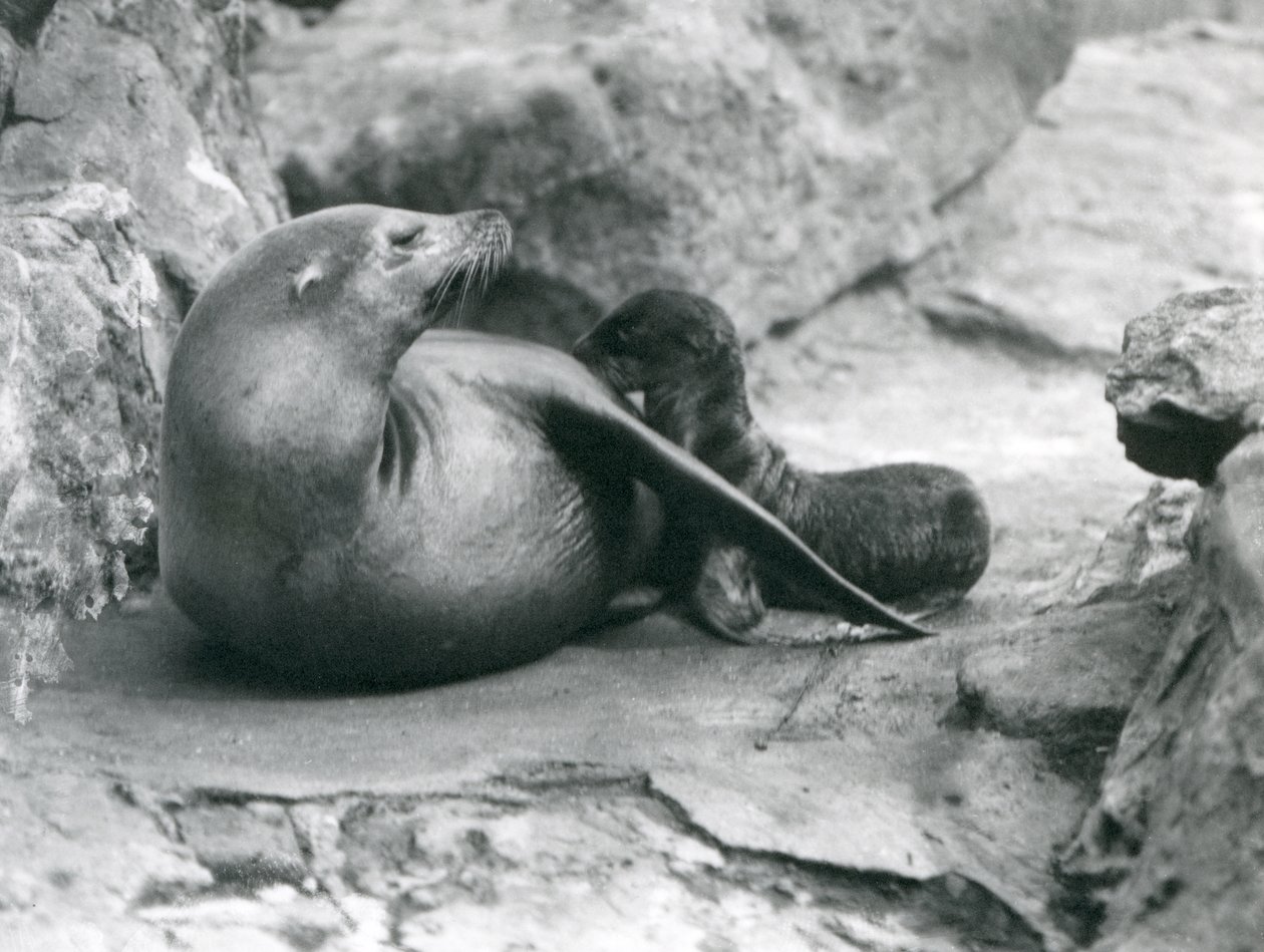 Kalifornský lachtan kojící své hodinové štěně, londýnská zoo, červenec 1925 od Frederick William Bond