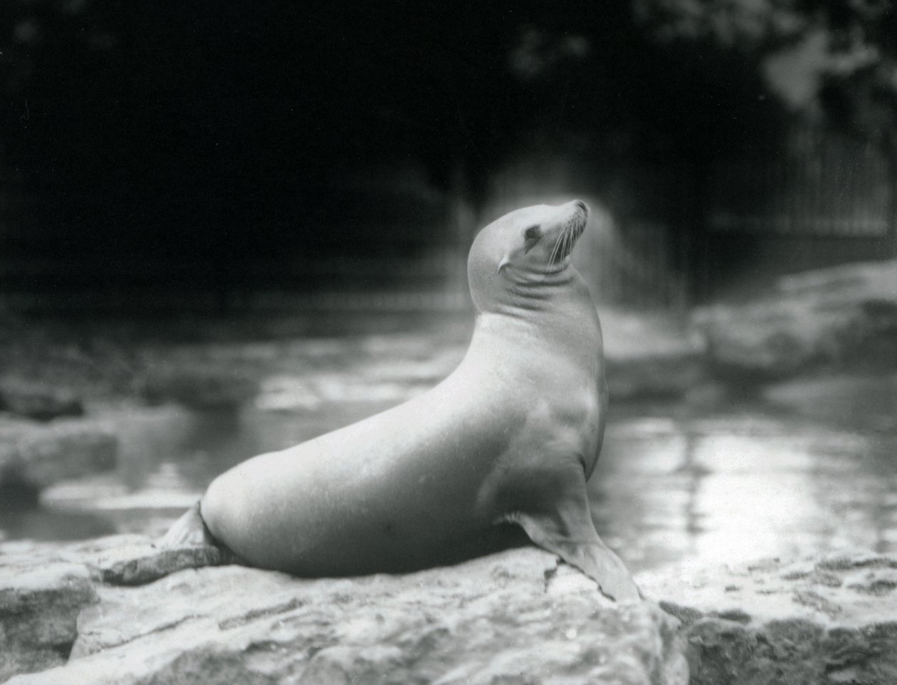 Lachtan kalifornský sedící na skále vedle bazénu, Londýnská zoo, září 1925 od Frederick William Bond