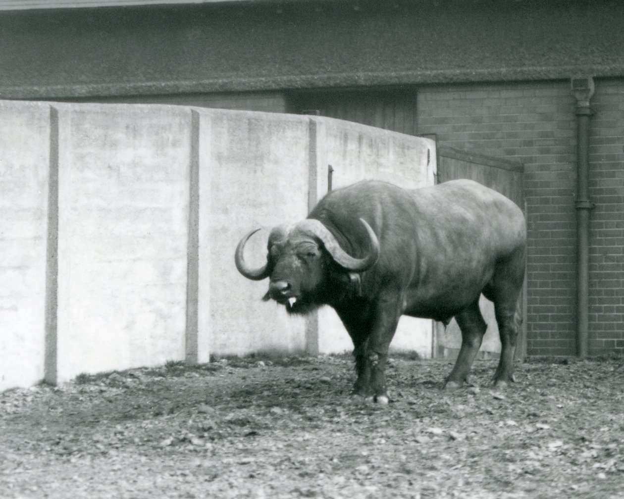Býk Cape/African Buffalo stojící na holé zemi, vedle betonové zdi výběhu v londýnské zoo v roce 1928 (černobílá fotografie) od Frederick William Bond
